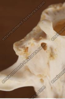 photo reference of skull 0106